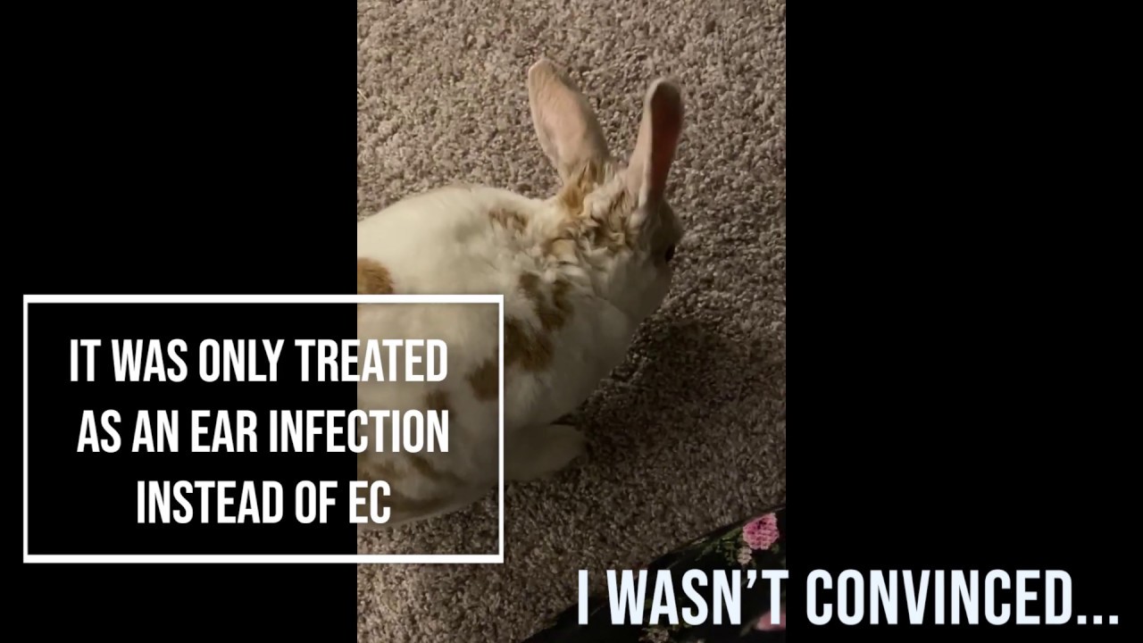 How a vet misdiagnosis changed my life and my rabbit's life...