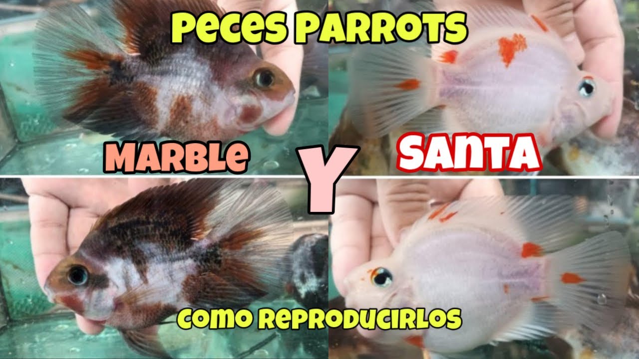 SANTA PARROT, MARBLE PARROT, los peces PERICO más ORIGINALES, y como REPRODUCIRLOS.