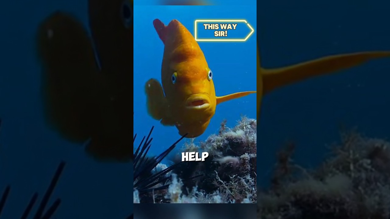 How This Tiny Fish Trains Scuba Divers! 🐠 @therealcorokinaboys