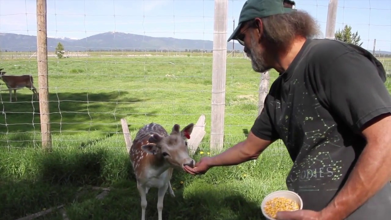 Phelps Deer Farm