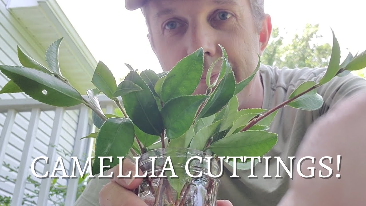 How to Propagate Camellia - Taking Cuttings