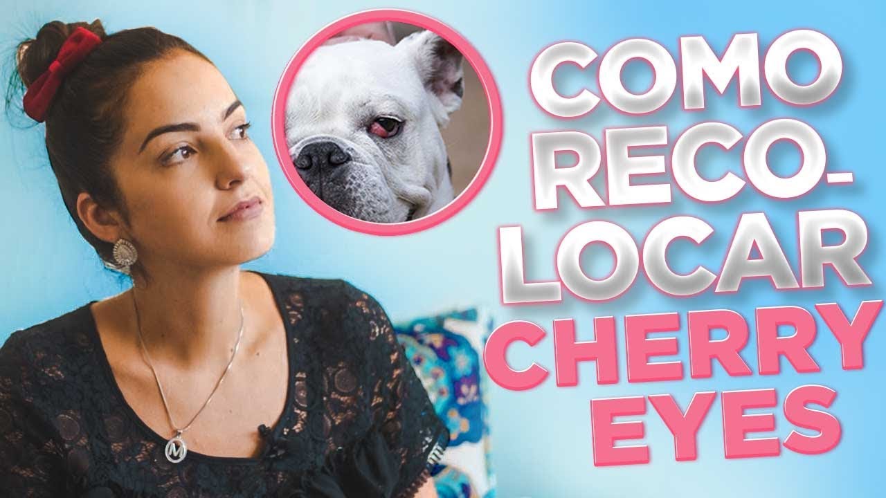 COMO TRATAR CHERRY EYES EM CACHORROS!