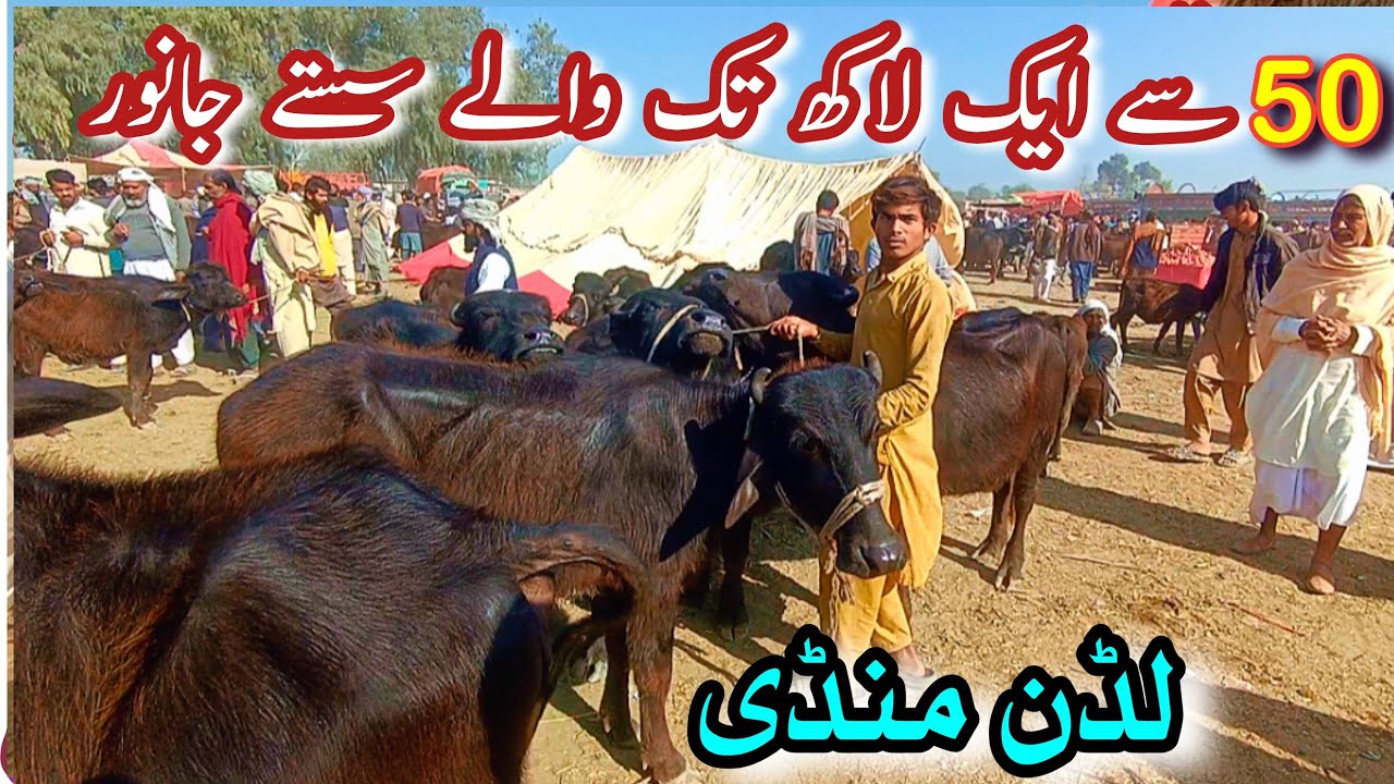LUDDAN MANDI LATEST PRICE UPDATE