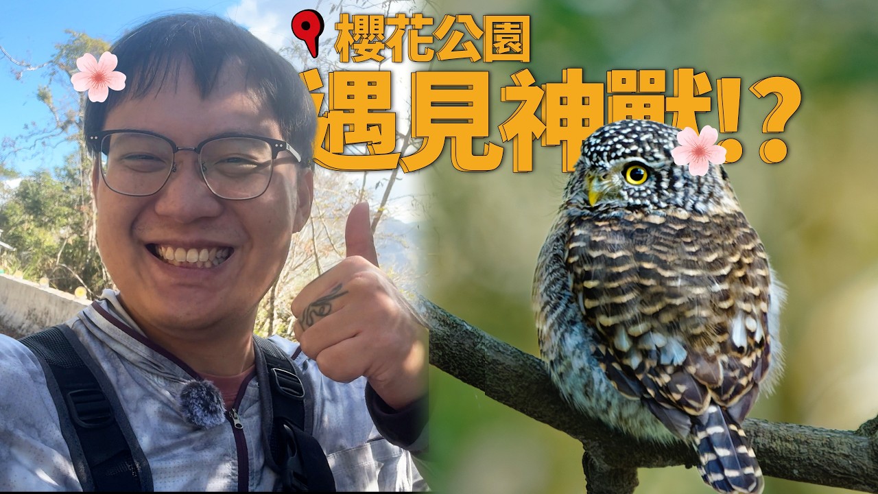 櫻花季找貓頭鷹，竟撞見傳說中的「山羌殺手」黃喉貂！高雄二集團生態尋寶大豐收！| 波氏家族 popofamily