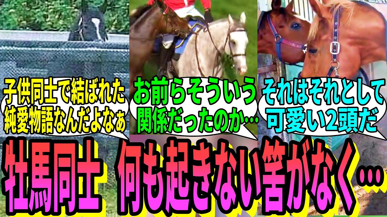 【競馬の反応集】「なぜ馬はすぐおっさんずラブしてしまうのか」に対する視聴者の反応集
