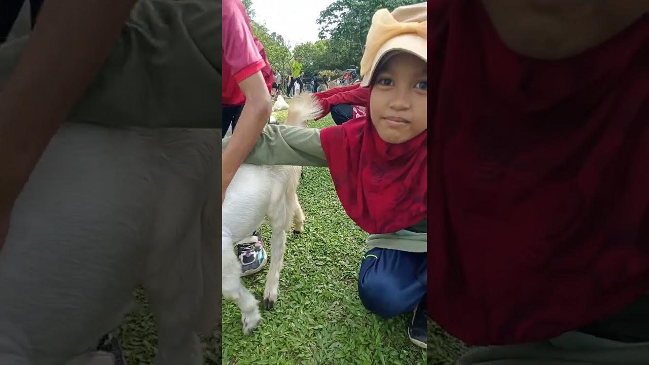 Amboii seronok dia main dengan kambing. Di kambing-kambingkan kambing tu.
