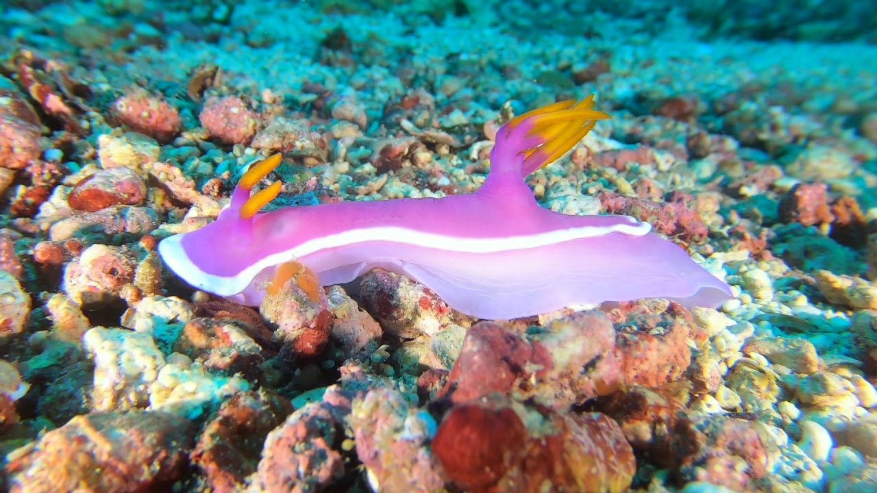 GoPro Underwater Macro Video Highlights
