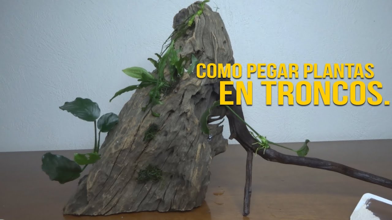 Como Pegar Plantas En Troncos o Rocas En El Acuario.