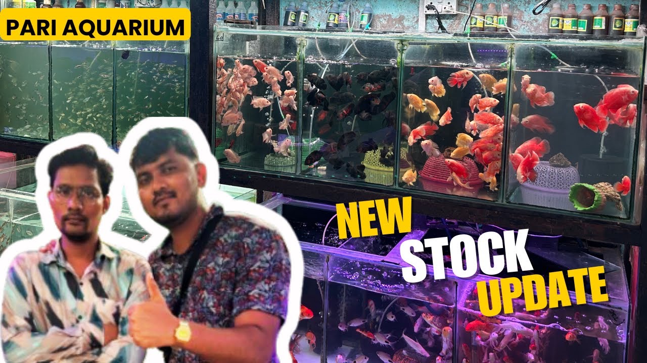 Monster Fishes & Tetra Fish Varieties at Pari Aquarium | Aquarium Fishes with Prices at Kurla