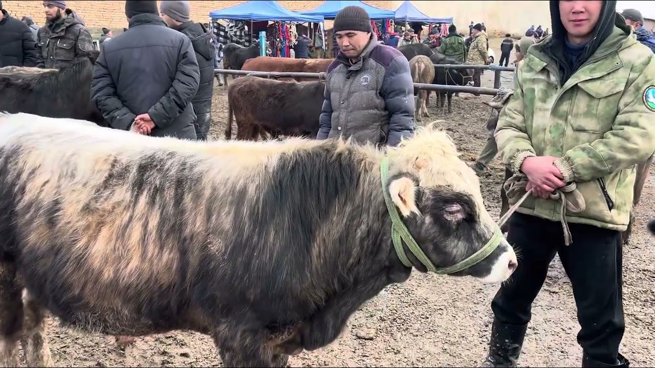 Караван Реалдуу баалары !!! Бука -Кой базары 14-Февраль