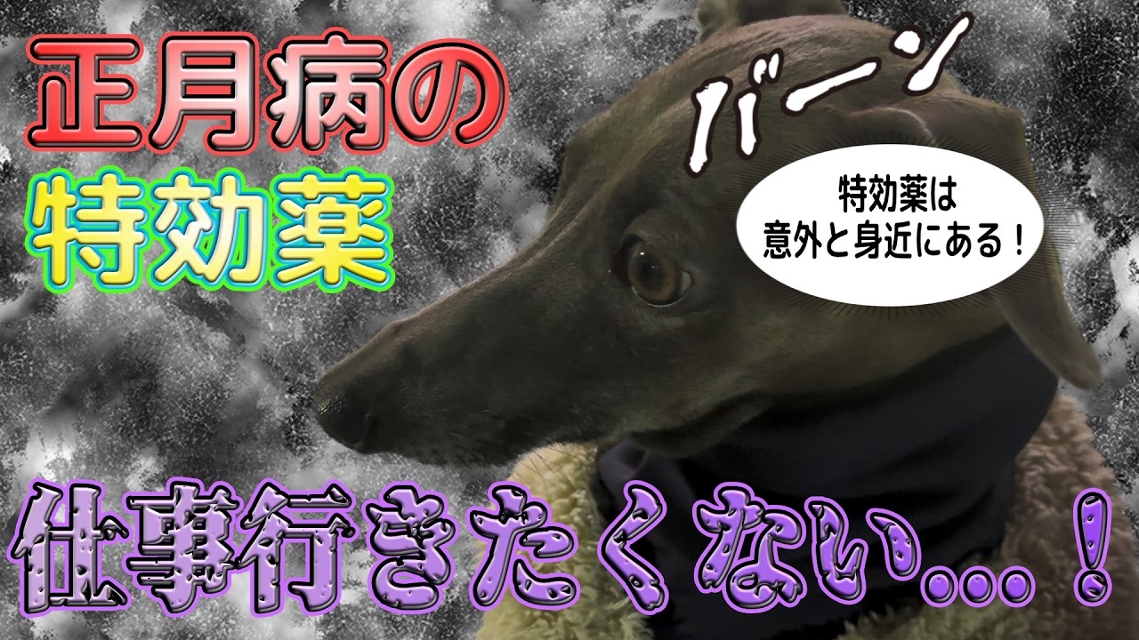 「会社辛い…」愛犬に依存する飼い主の末路...精神科医的と愛犬療法のススメ！
