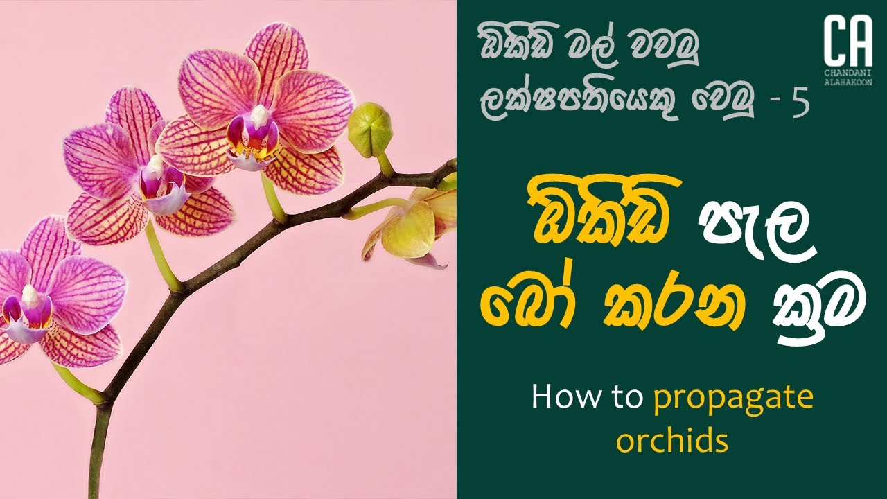 ඕකිඩ් පැල බෝ කරන ක්‍රම | How to propagate orchids