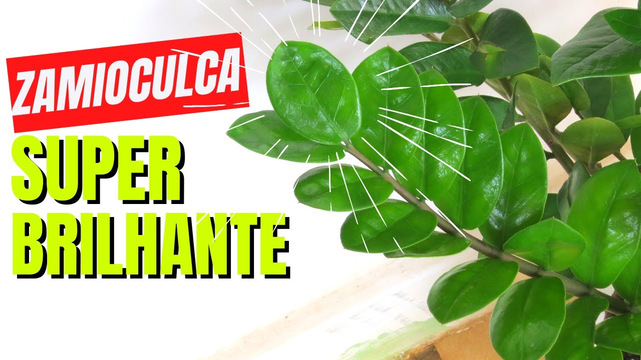 Zamioculca dica incrivel para deixar brilhando | Como cuidar da Zamioculca | Zamioculca amarelando