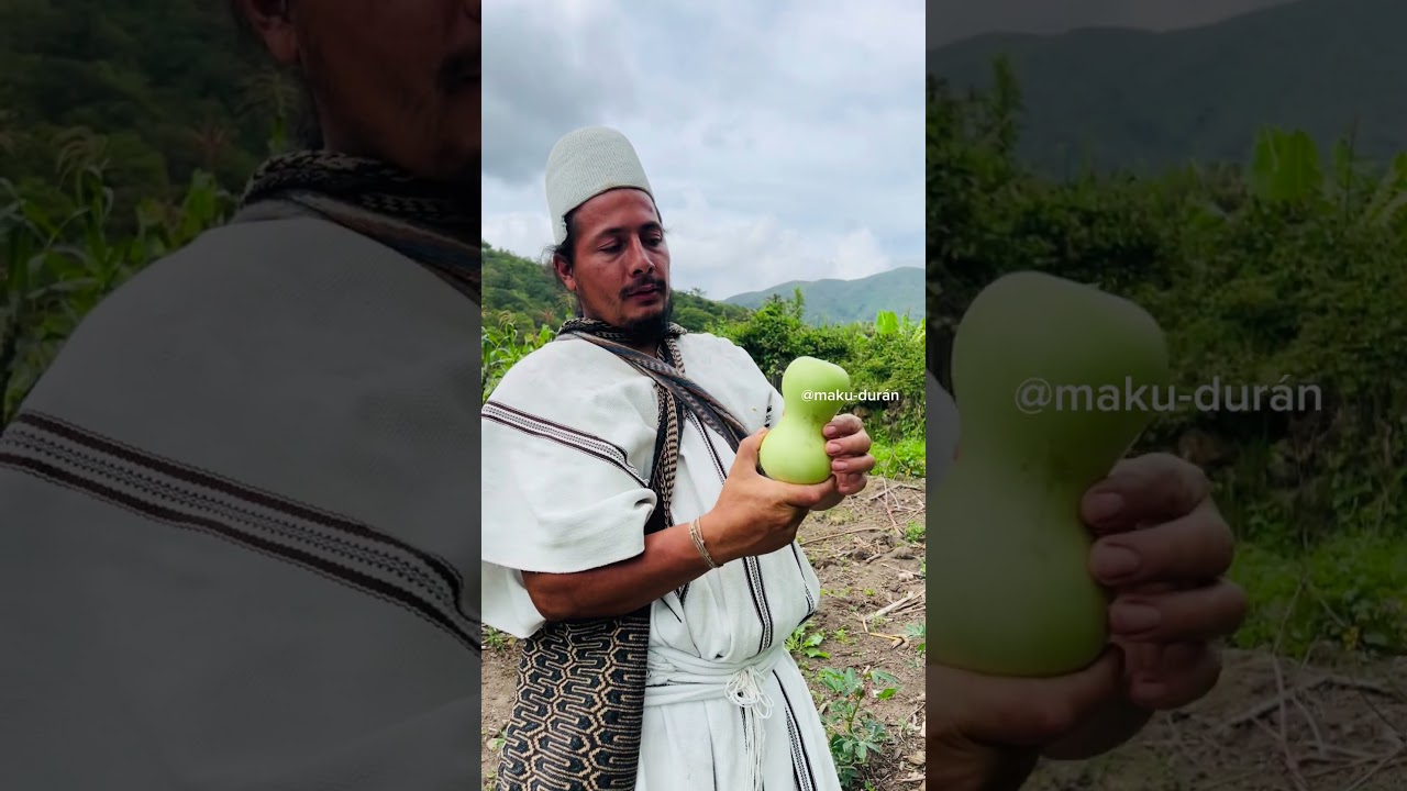 De donde sale el famoso poporo de los pueblos ind&iacute;genas de la sierra Nevada #compartir_y_dale_like