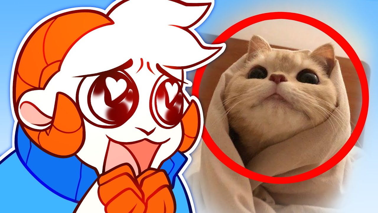 Ranking Your ADORABLE Tiktoks on SDMP