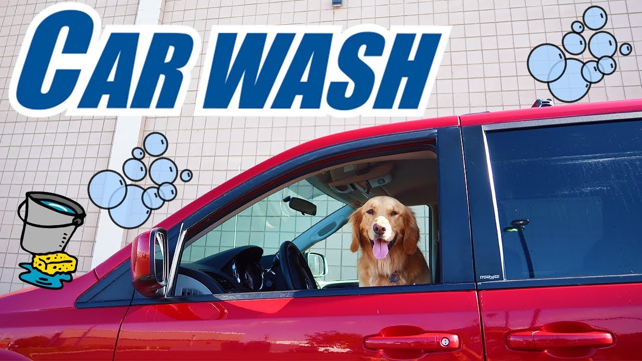 Earl The Funny Puppy Drives To The Car Wash! Dog Reacts