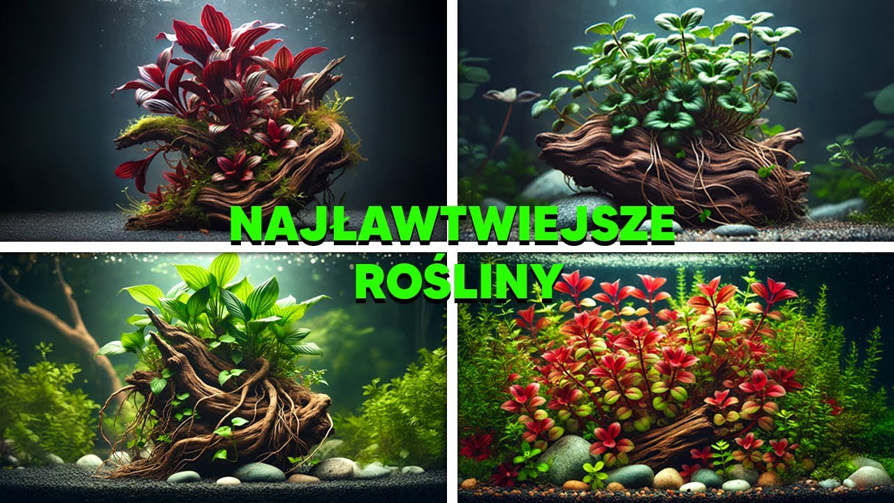 10 NAJŁATWIEJSZYCH ROŚLIN NA POCZĄTEK!