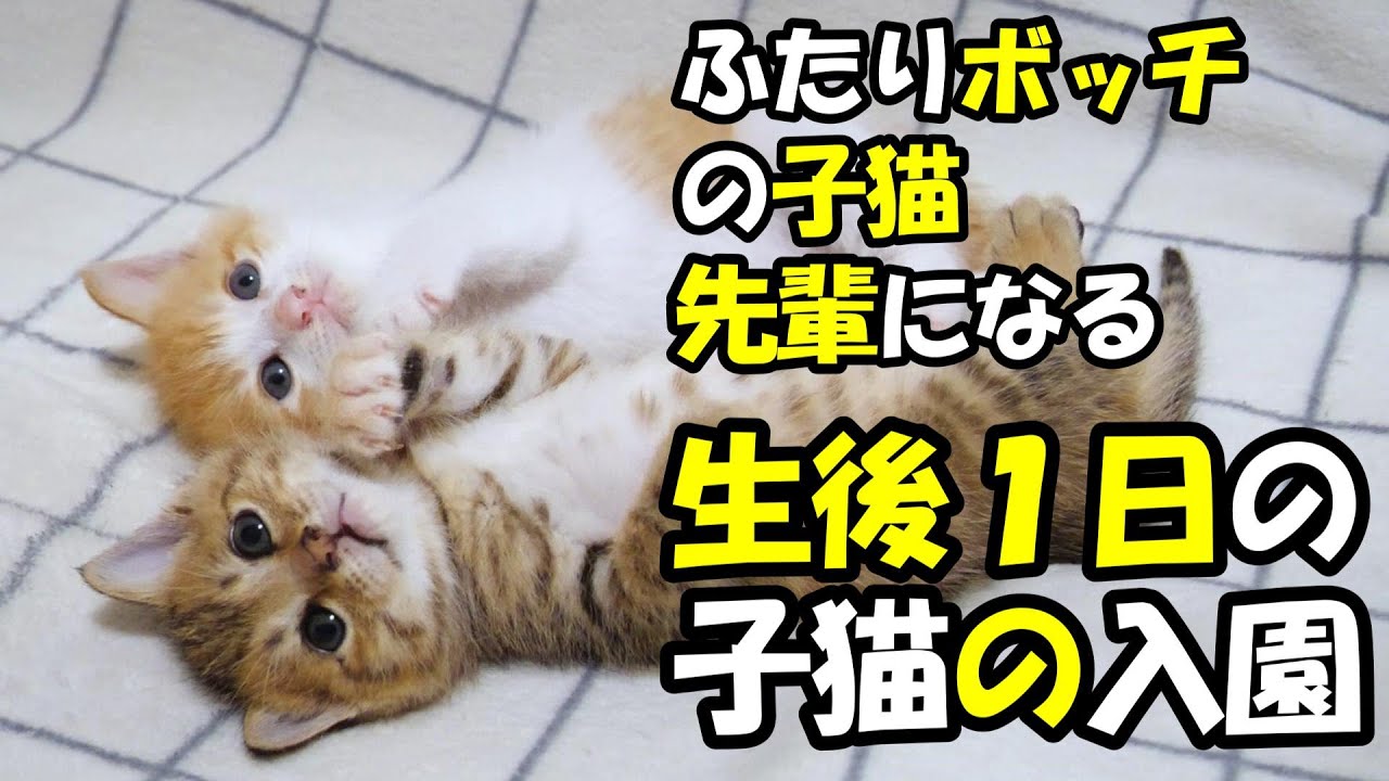Два неудачных котенка и новорожденный котенок