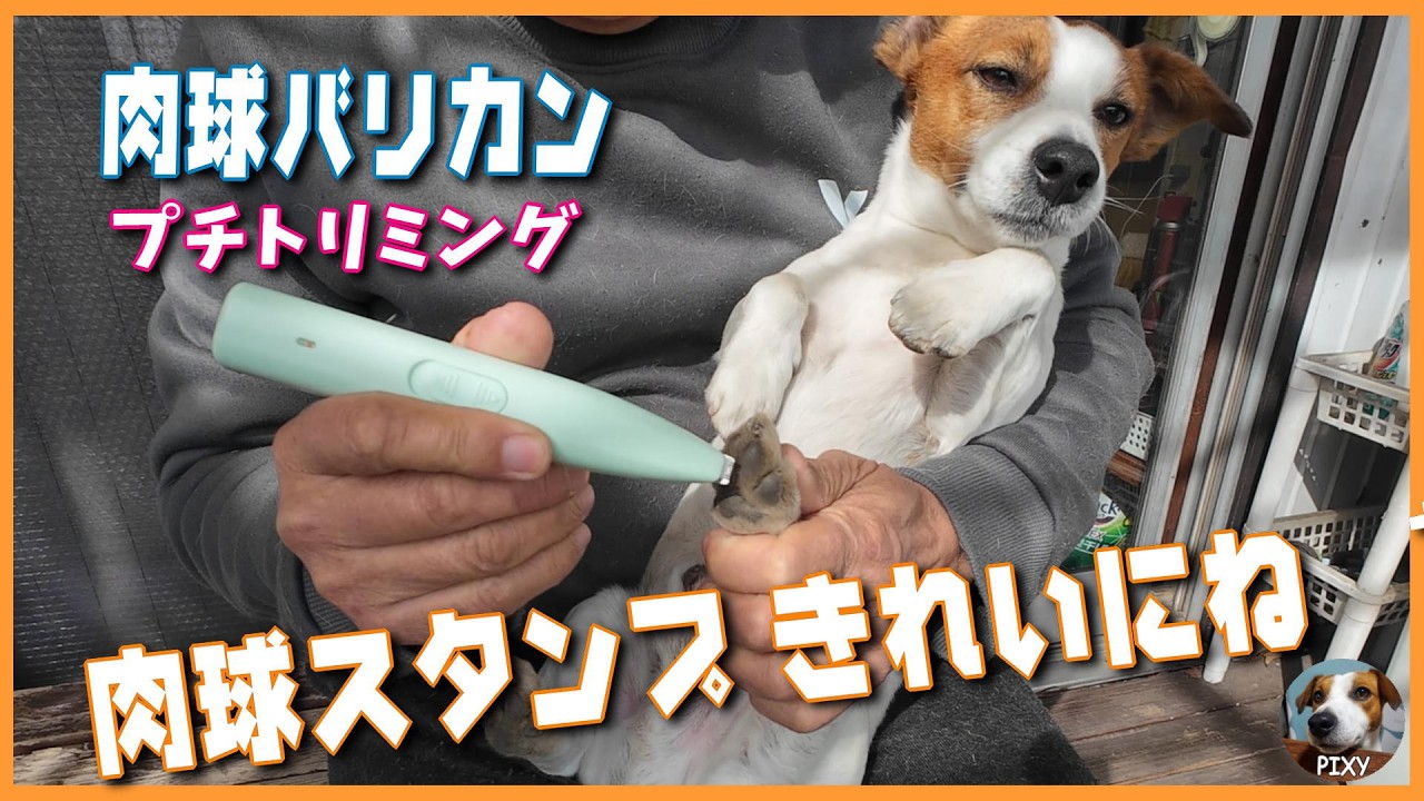 【ジャックラッセルテリア】肉球スタンプのために…セルフプチトリミング 尻尾先カットと肉球の毛カット🐶#肉球バリカン#ジャックラッセルテリア #トリミング