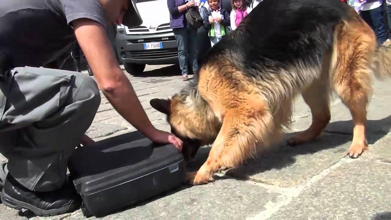 CANI ANTIDROGA