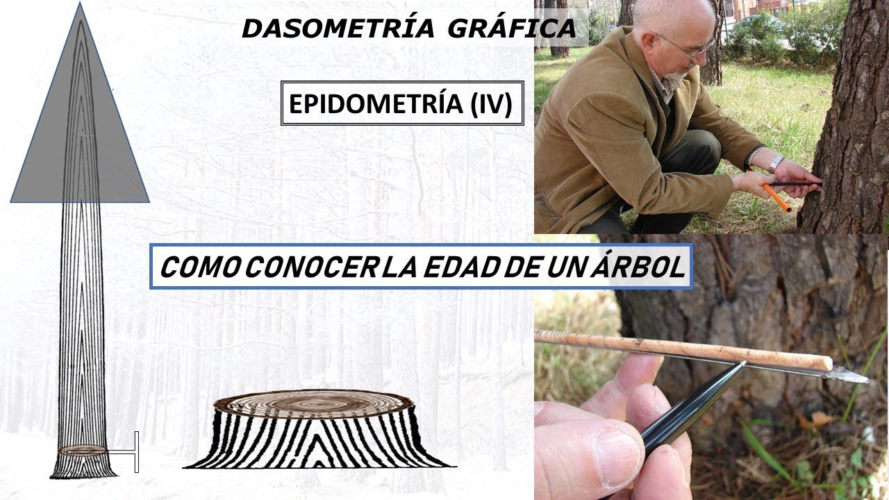 DETERMINACIÓN DE LA EDAD DEL ÁRBOL