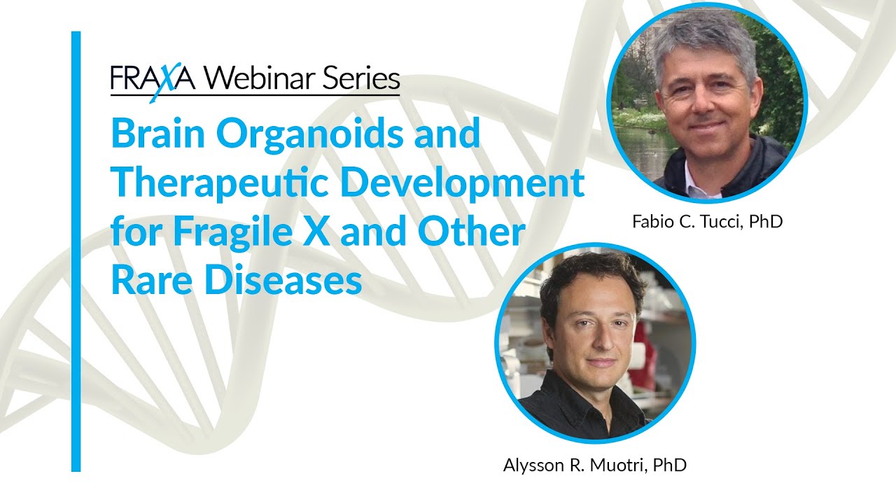 Brain Organoids and Therapeutic Development for Fragile X and Other Rare Diseases
