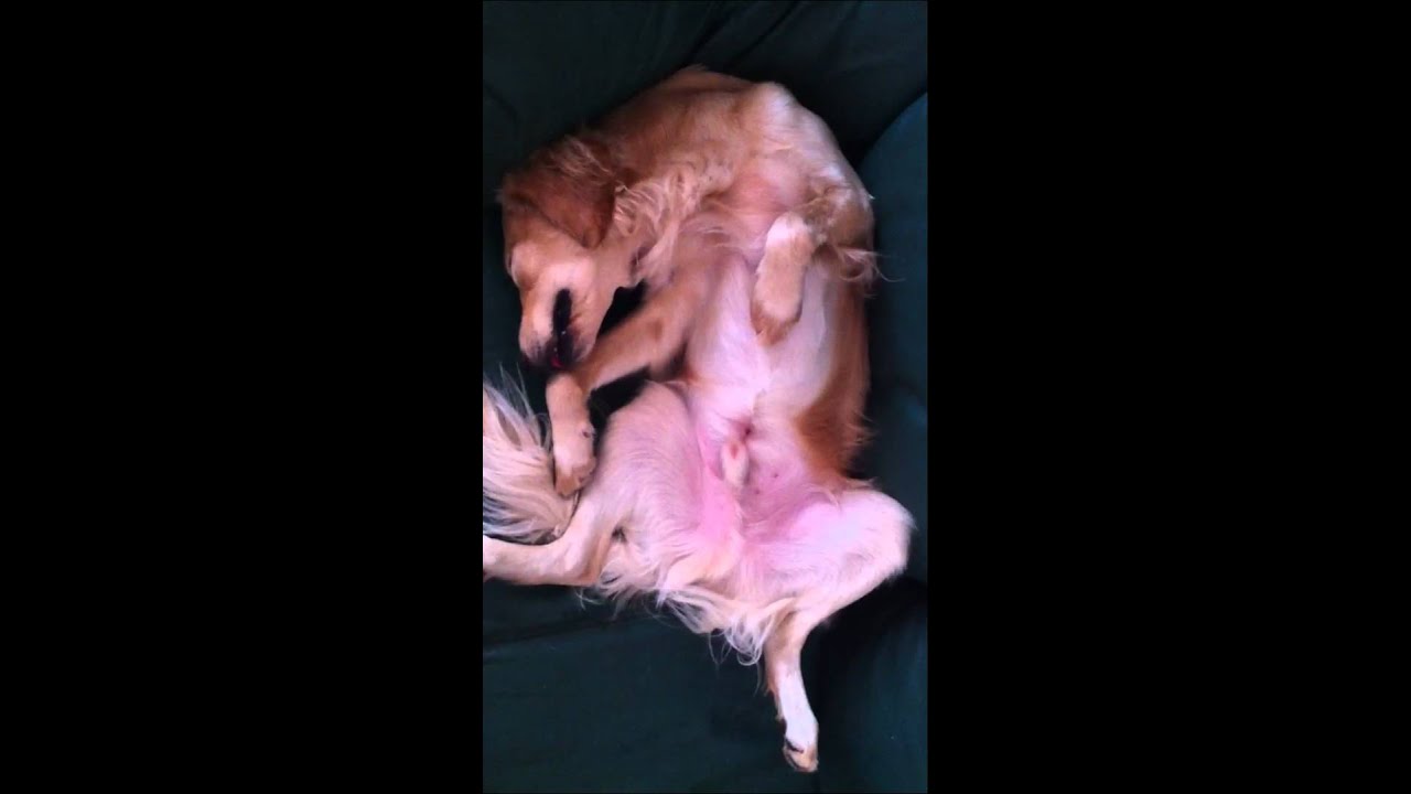 Nano - Golden Retriever :)
