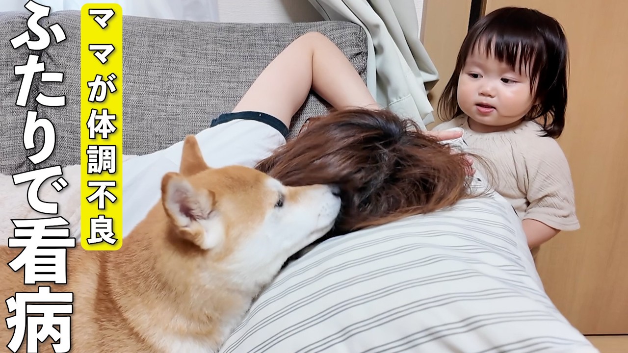 体調不良のママに気づいた柴犬と1歳娘の優しさに癒されました…