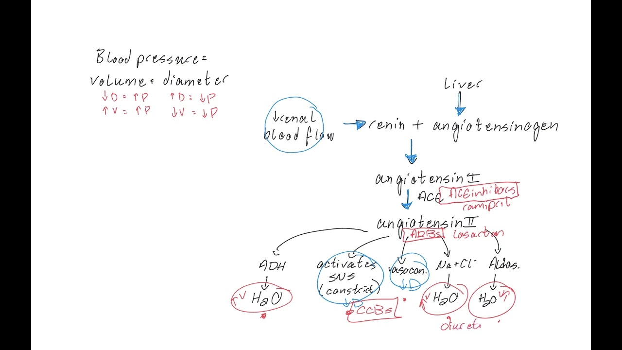 Blood Pressure, Primary Hypertension, RAAS, Anti-Hypertensive Medications for Nursing Students