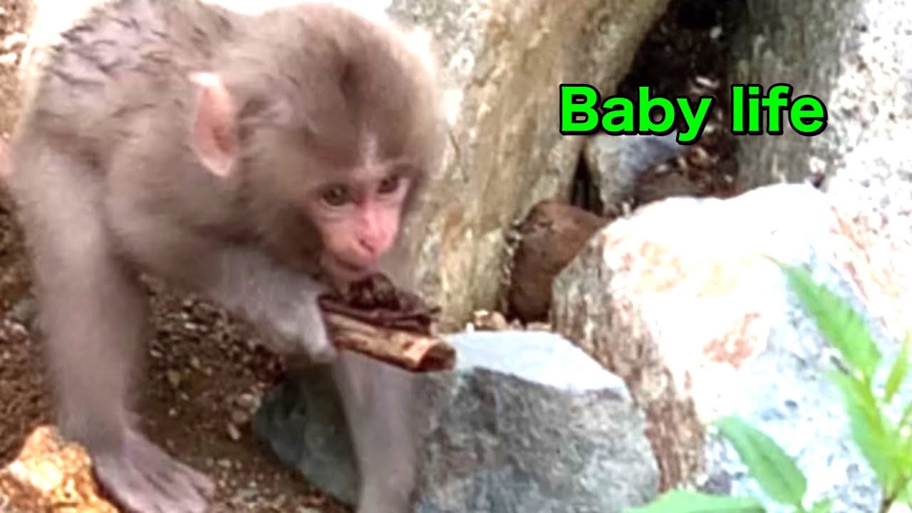 【SNOW MONKEYS】201 ( Jigokudani mama) Tokkuri snow monkey park korakukan baby monkey daily life 雪猿