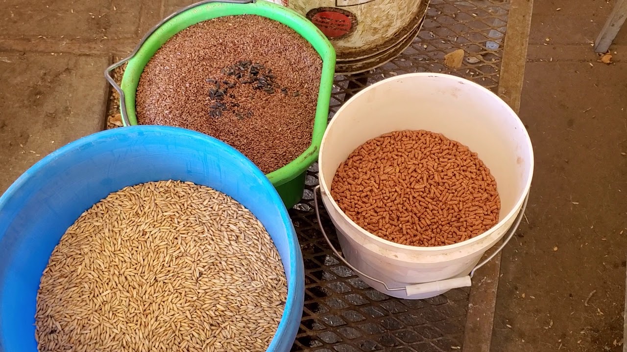 Mixing my own grain with a cement mixer.