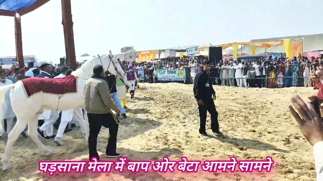 घड़साना मेला #cow #baffalo #cowgoat #bull #reel 