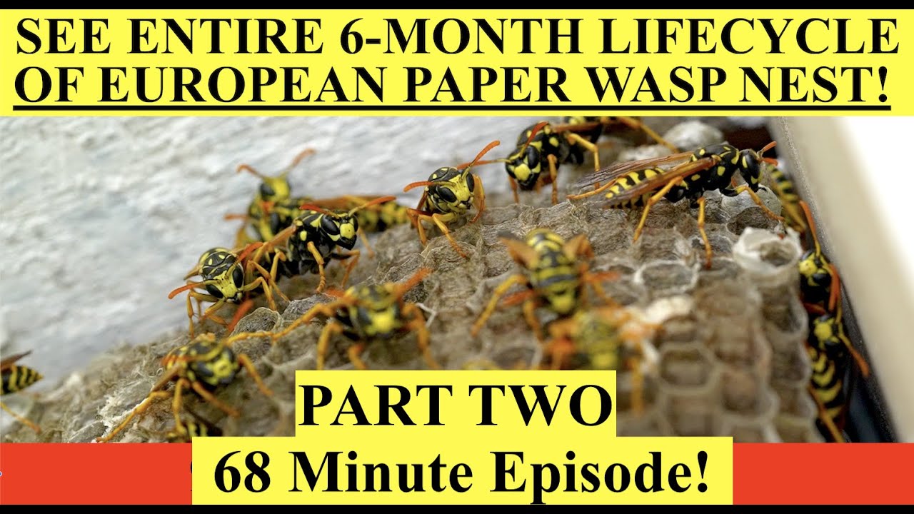 6-Month Lifecycle of European Paper Wasp Nest - PART TWO!  Polistes Dominula!  Full Season of Growth
