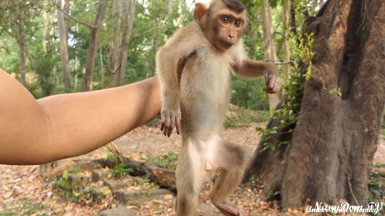 🚨INCREDIBLE BREAKING NEWS!🚨 New Abandoned Monkey Released Today Evening Will Leave You Speechless! 🐒