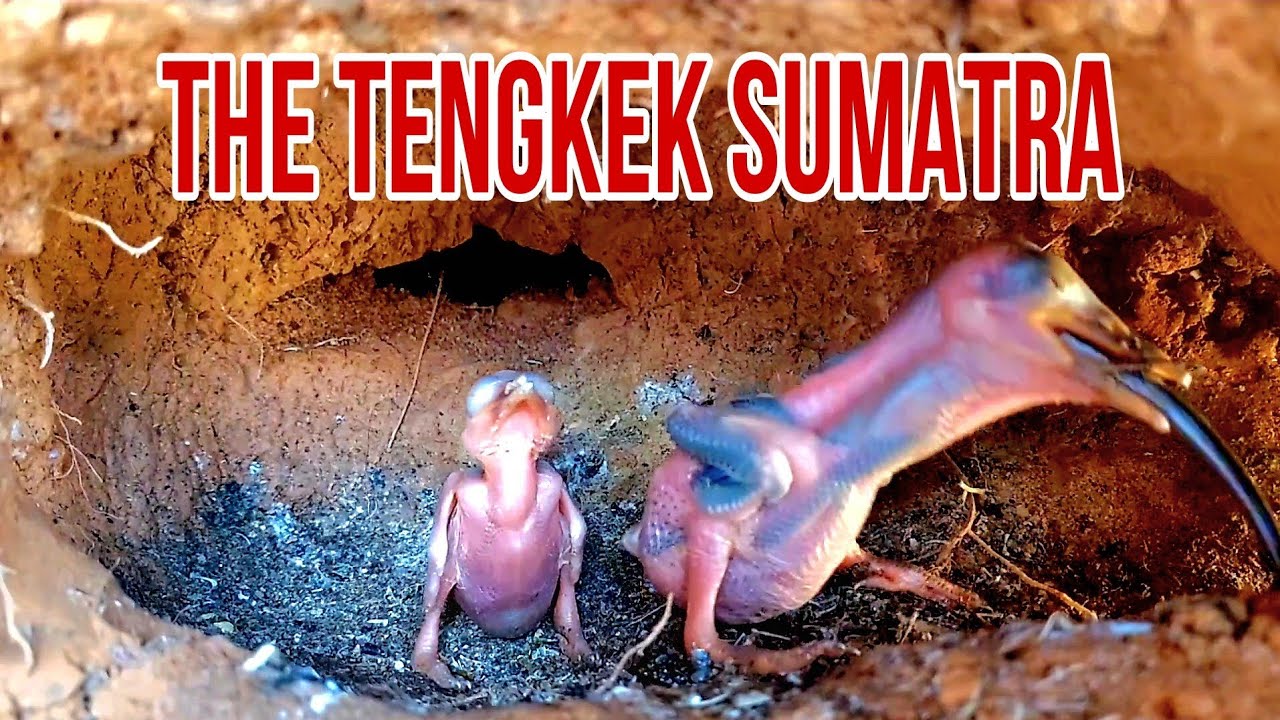 MONSTER KECIL DARI SUMATRA#hewansuara