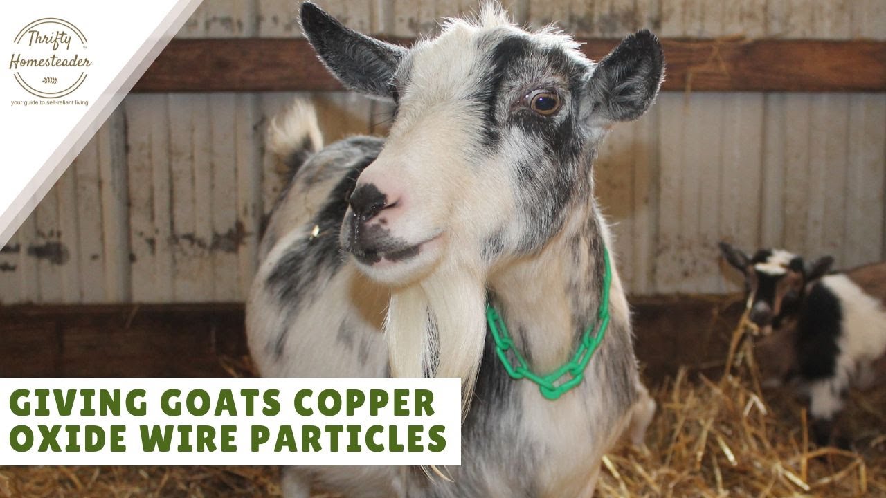 Is it okay for goats to chew copper oxide wire particles?
