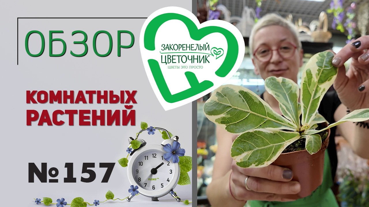 Распаковка растений: хамедореи, циссус четырёхугольный. Новинка - фикус лирата вариегатный. №157