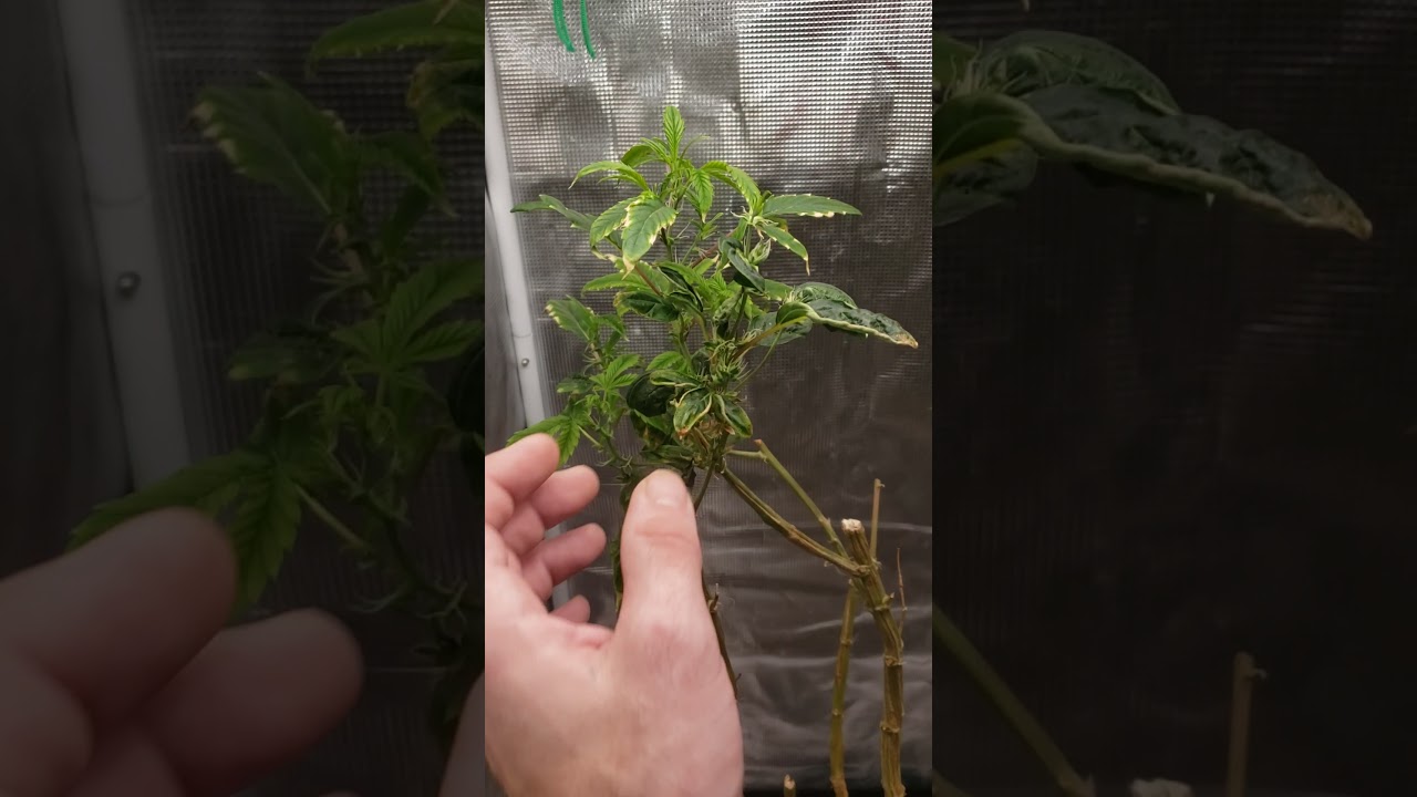 How to Grow Cannabis #shorts