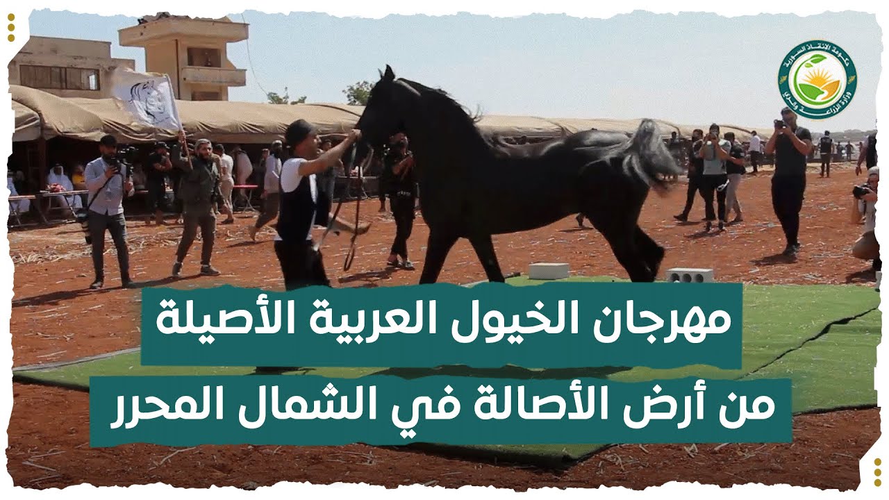 مهرجان الخيول العربية الأصيلة من أرض الأصالة في الشمال المحرر