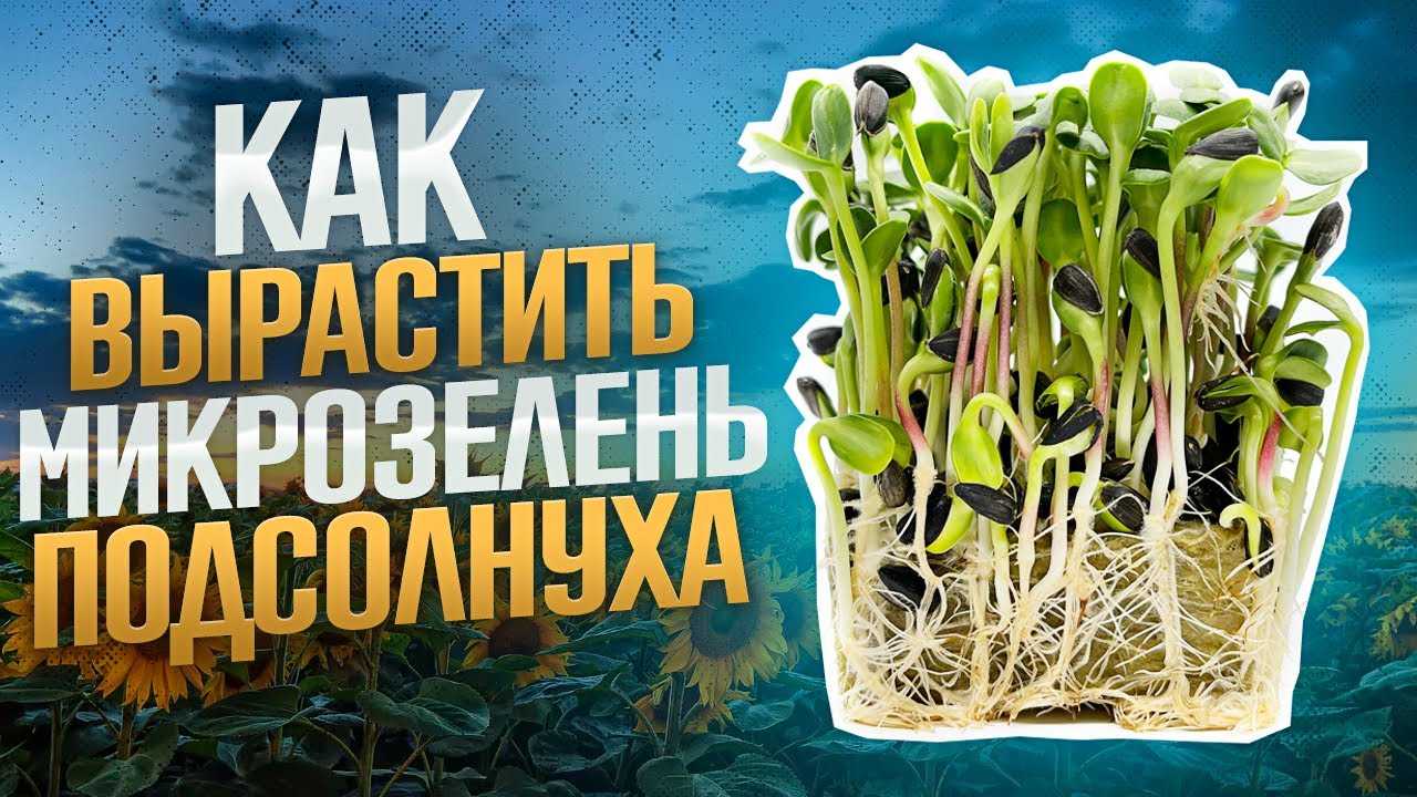 Как вырастить микрозелень подсолнуха?! Подсолнух без плесени! Бизнес на микрозелени! Технология!