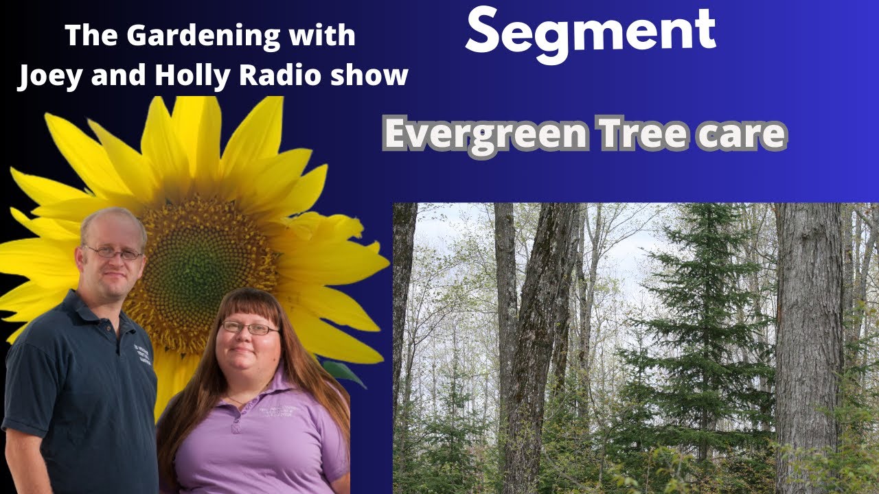 Seg 1 of S8E31 Evergreen tree care - The Gardening with Joey and Holly Radio Show