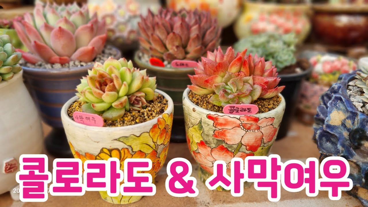 이 다육이도 완성형이다 ~ 색감짱 다육이 콜로라도 & 사막여우 분갈이해요 💕 금손다육 010.5240.3150 