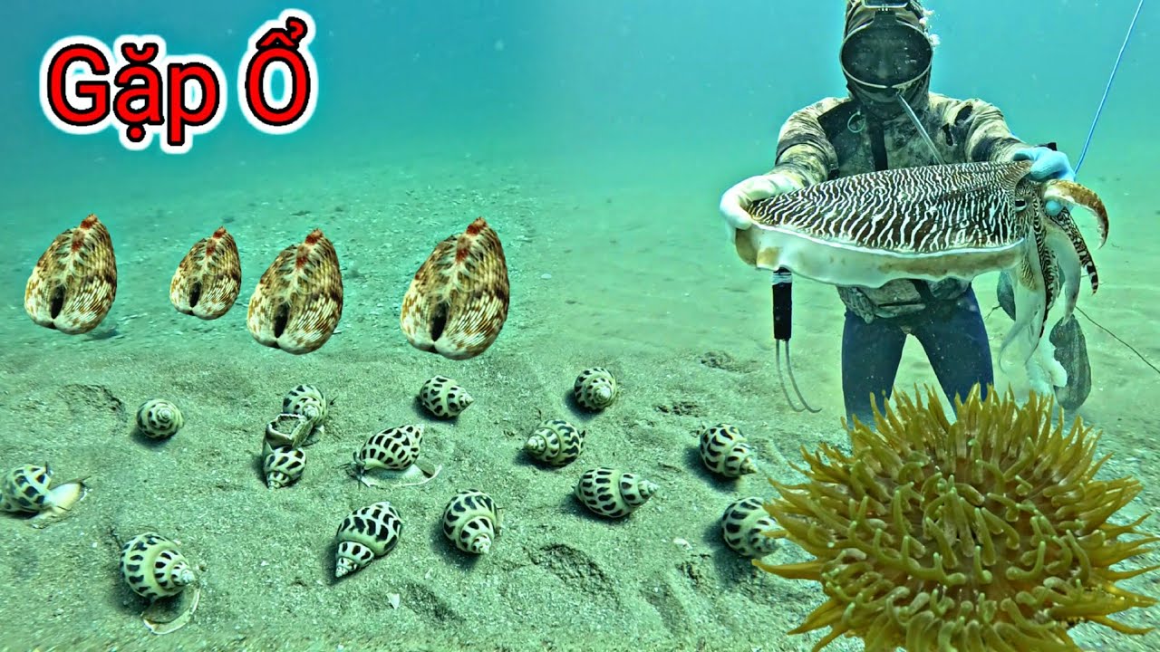 Ph&aacute;t Hiện Ổ Ốc Hương Cồ Si&ecirc;u To Khủng Mực Nang S&ograve; Dương C&aacute; Ngựa Ở Điểm Lặn L&acirc;u Năm | 891