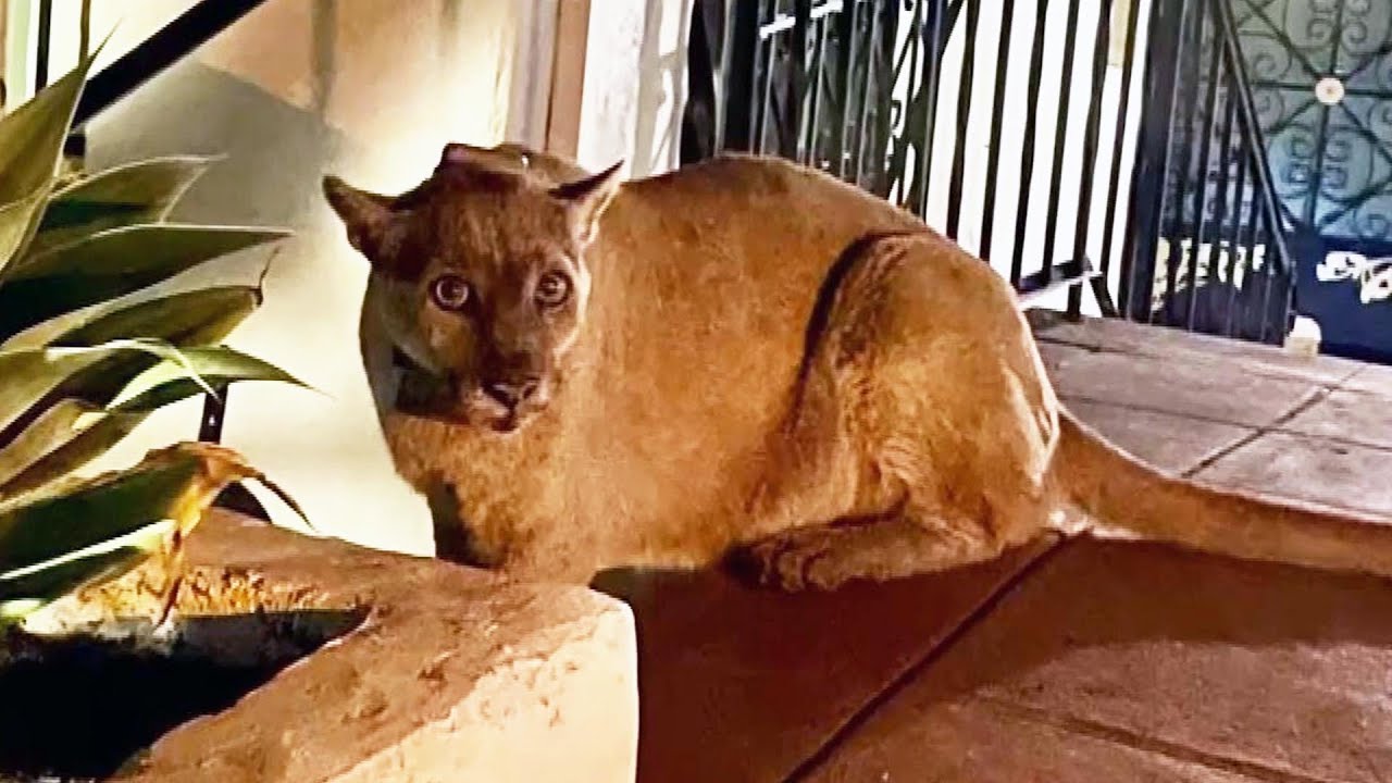 Famous P-22 Mountain Lion Stalks Family Home
