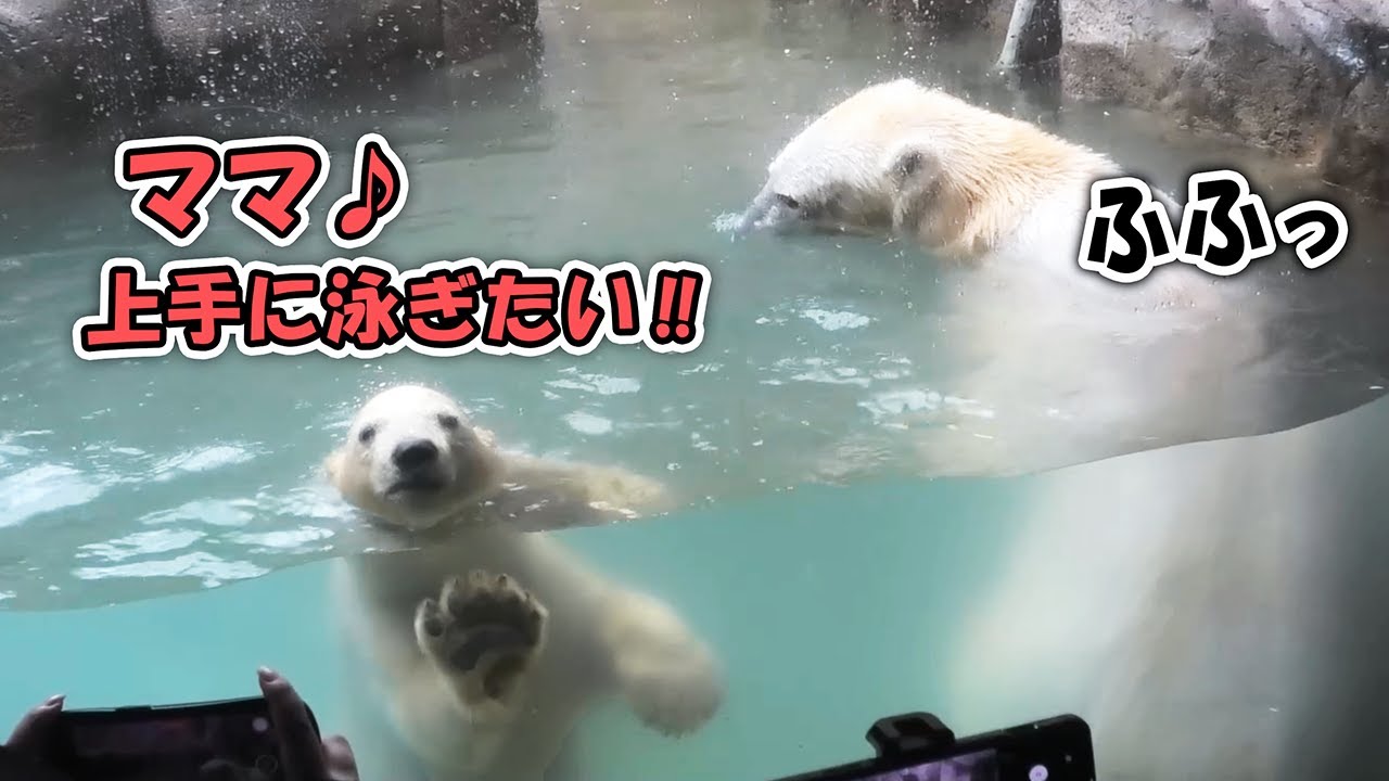 ポーラ 赤ちゃん 双子 八木山動物公園｜Polar bear ホッキョクグマ シロクマ｜しろくまTV