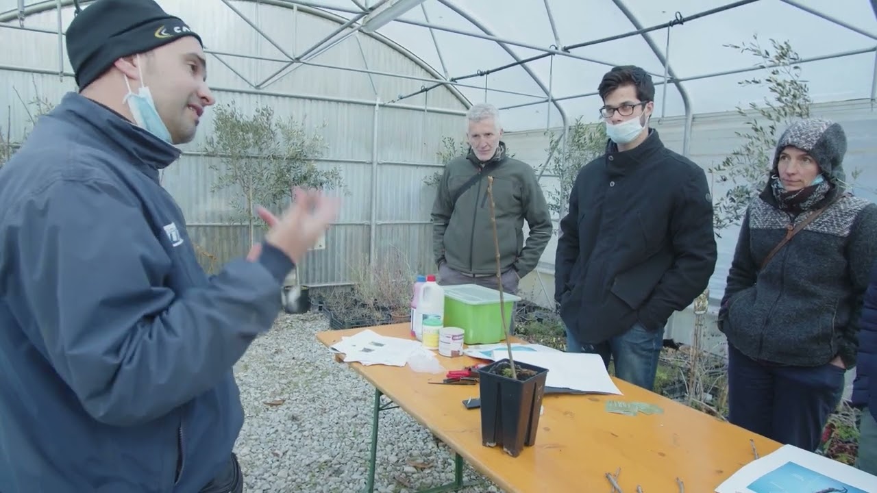 Castanicoltura - tecniche di innesto e propagazione