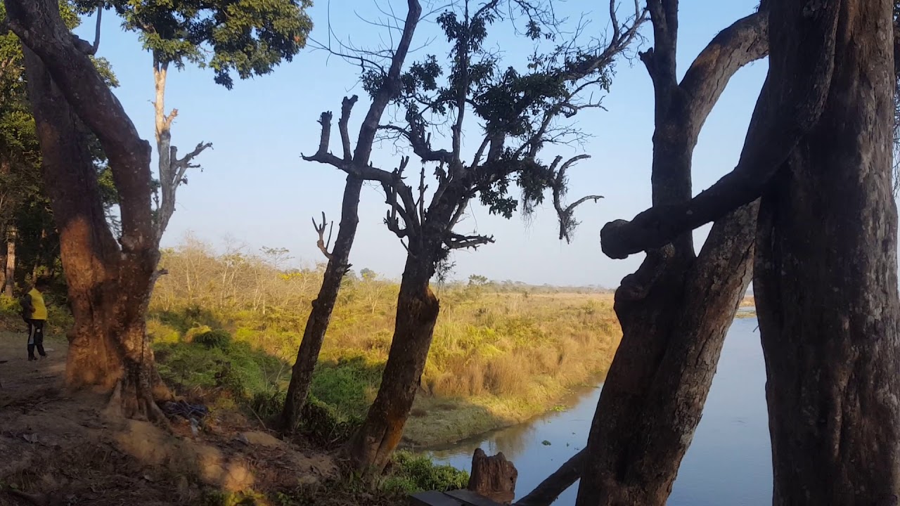TOWER NIGHT STAY - JUNGLE SAFARI RESORT