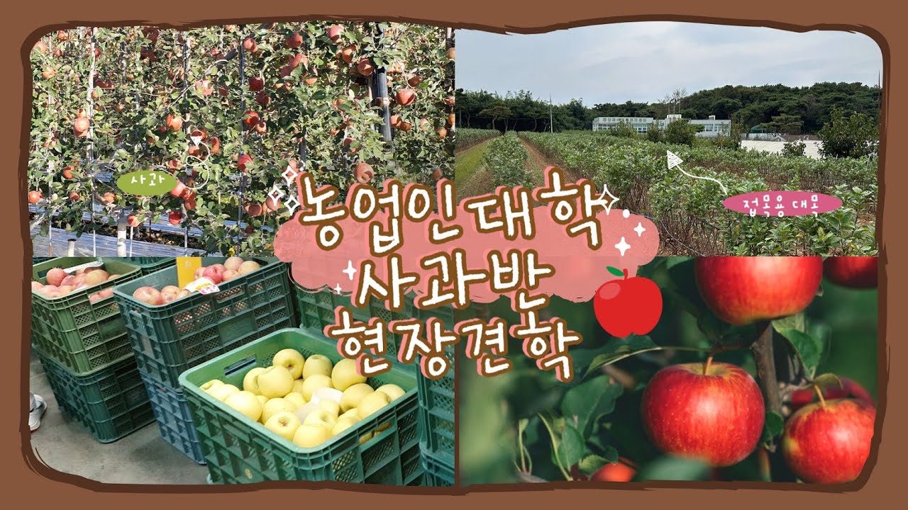 농업인대학 사과반 현장견학(신덕농장,태산농장,안동농협 농산물공판장)