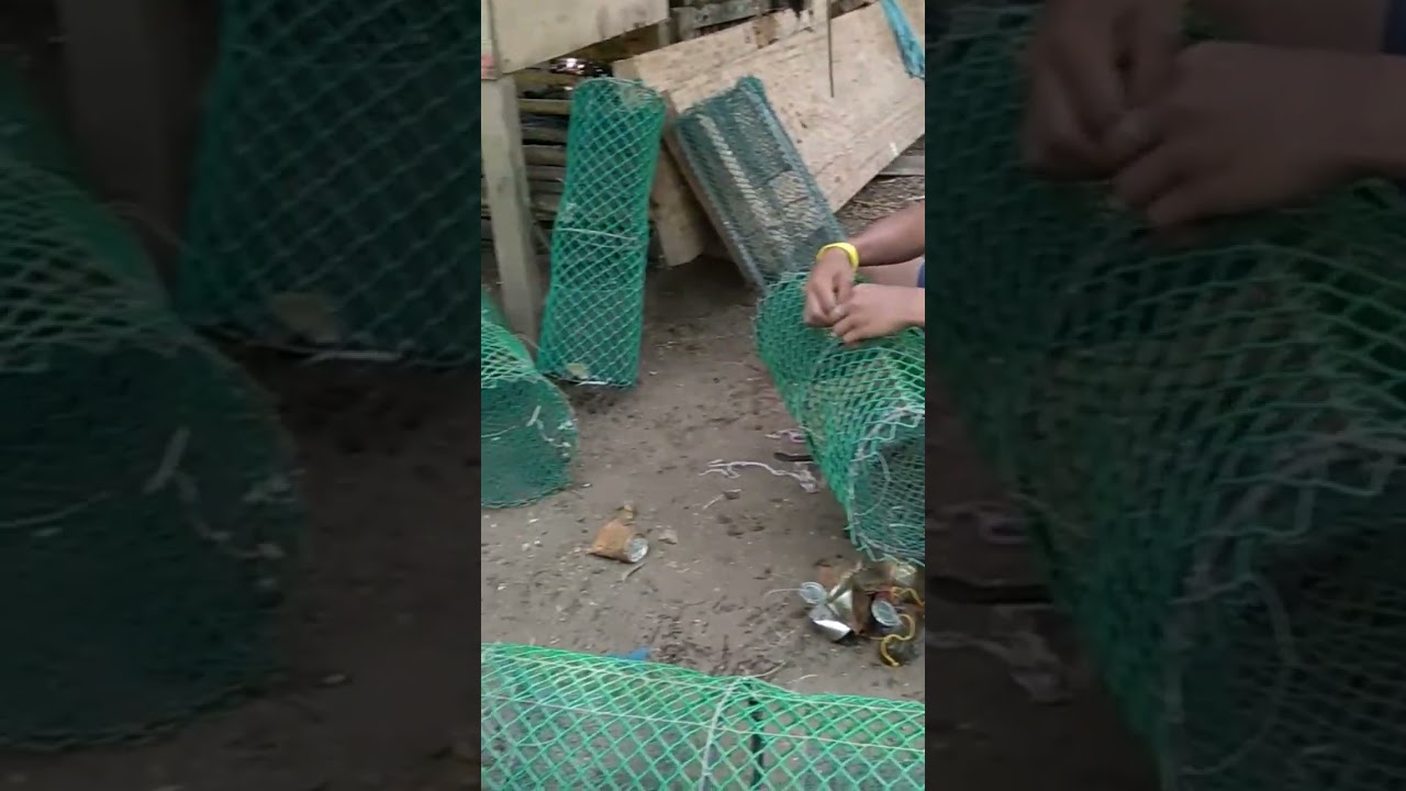 Mud crab trap #alimango #crab #mudcrabhunting #mudcrab
