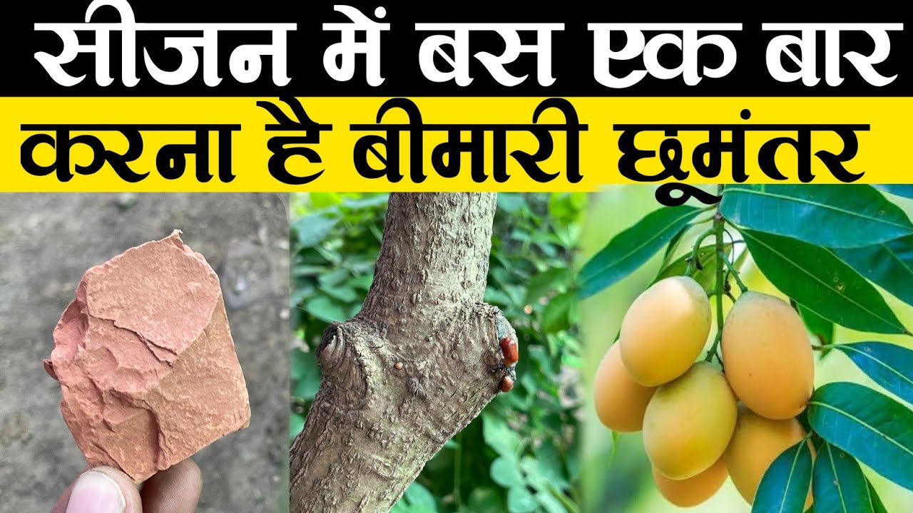 आम के पौधे में सीजन में बस एक बार प्रयोग करना है बीमारी छूमंतर | Mango Gummosis Treatment